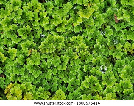 Top view picture of water droplets on mosquito fern (water velvet) after rainy. Azolla pinnata is an aquatic plant in Family Salviniaceae.