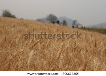 A picture of a wheat field reaching the harvesting season in a place in the heart of the mountains of the North.