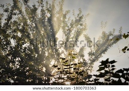 rays of light between the branches at sunset