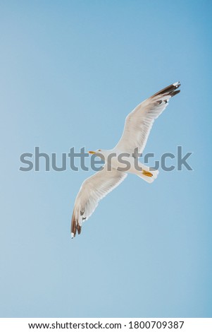 Isolated seagull with its wings spread out flying in a blue sky.