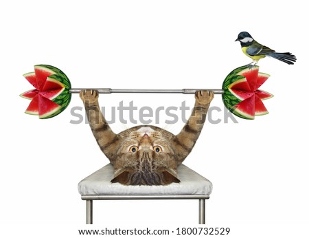 A beige cat athlete is doing exercises with a barbell from watermelons on bench press. White background. Isolated.