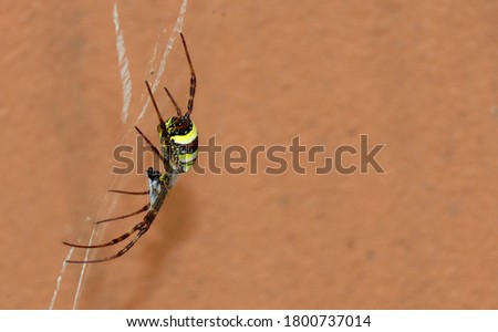 Silver argiopeon the web,spider on the web,Argiope argentata is a species of spider in the family Araneidae. spider eating insect.