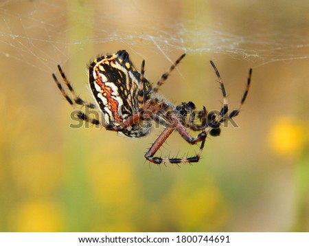 large spider hanging from its spider web. Black and red spider hunting in its web with yellow flowers and green background