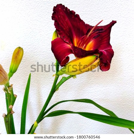 Dark red lily flower on the stem with a bud and leaves on a white background.
