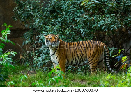 Indochinese tiger, Panthera tigris corbetti, hidden by vegetation 