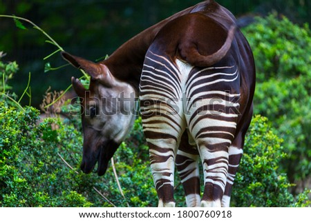 Okapi, Okapia johnstoni, also known as the forest giraffe, Congolese giraffe, or zebra giraffe, artiodactyl mammal native to the northeast of the Democratic Republic of the Congo in Central Africa