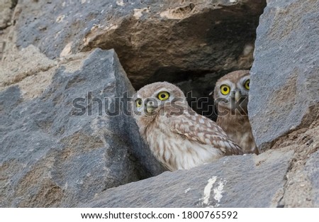 Little Owl (Athene noctua) lives in rural areas near fields and gardens. It often makes its nests between stones.
