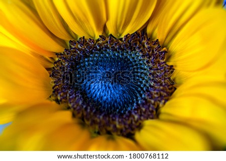 Close view of a sunflower flower