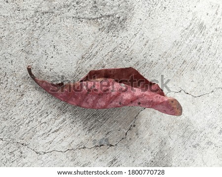 The lost on leaf old Royalty-Free Stock Photo #1800770728