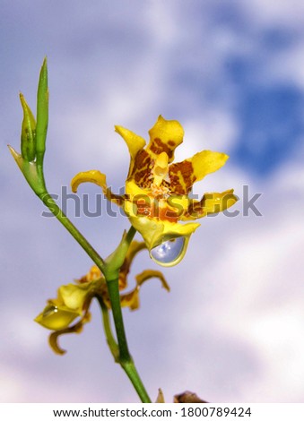 The only flower is yellow Royalty-Free Stock Photo #1800789424