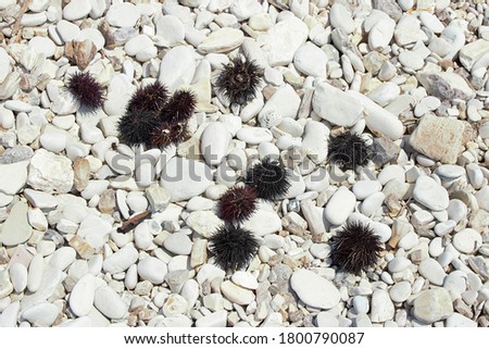 Dead black sea urchins with spines lying on a pebble beach under the hot sun at summer season
