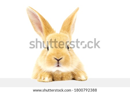 A cute fluffy ginger rabbit looks at the signboard. A beautiful animal. Easter concept.