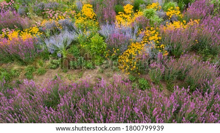 Purple lavender, yellow and blue daisies and other colorful flowers. Rudbeckia Little goldstar, black eyed Susan and Asters
