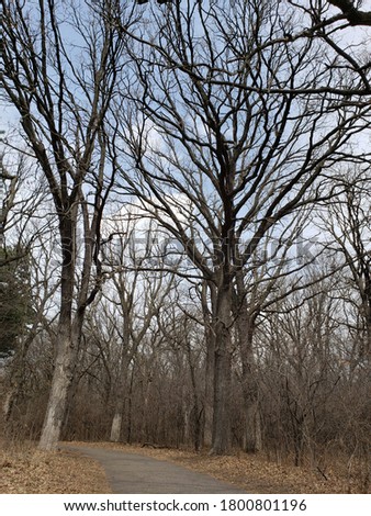 Tree branches in Rice Creek Park, Minnesota in spring