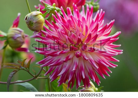Spikey Bright Pink and White Dahlia in the Garden Royalty-Free Stock Photo #1800809635