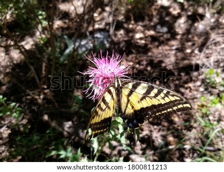 Tiger Swallowtail Butterfly feeding on a brilliant pink thistle