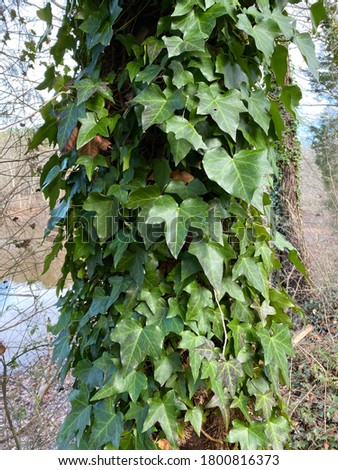 Close Up of Ivy Covered Tree Trunk 