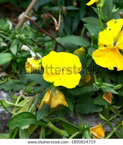 Yellow Petals Flower Garden Photography Art with free space