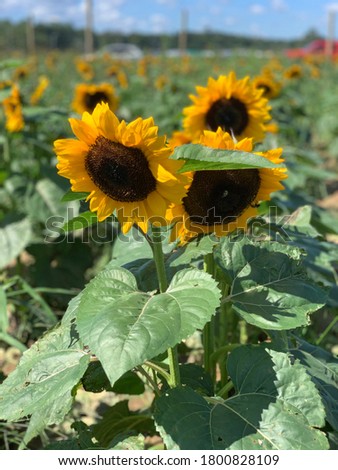 Trio of sunflowers on a sunflower field