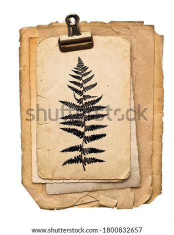 Paper sheets with clip isolated on white background. Fern plant drawing