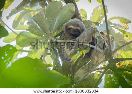A cute Sloth in the tree in the Atlantic Forest.