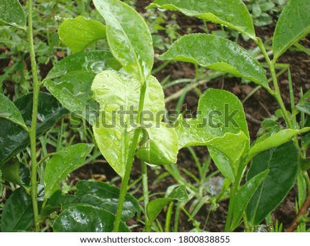the fresh green tea leaves after rain