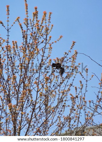 Squirrel hanging in a tree 