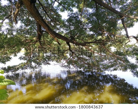 Chamchuri tree that leaned into the pond