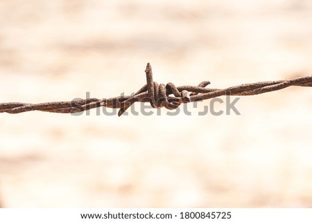close up rusty and grunge barbed wire.