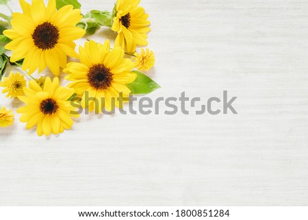 Sunflower and white wood background