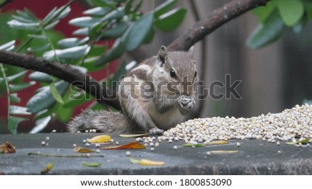 cute indian palm squirrel eating grains close up