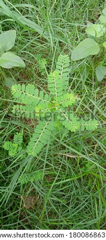 Picture of a small bush plant growing along the grass.