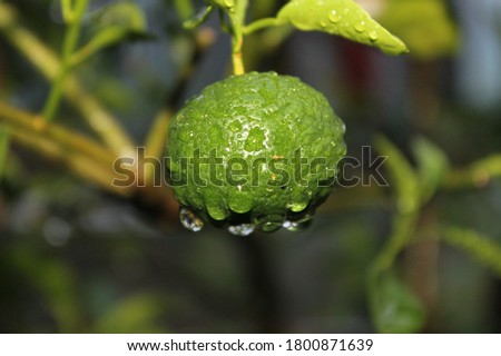 Fresh citrus fruit after being exposed to rain in familu garden