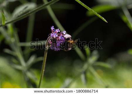 Bumblebee on small violet flowers on natural green grass background
