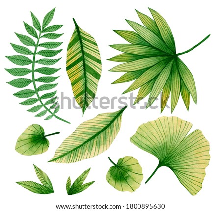 Set of watercolor tropical leaves isolated on white background.
