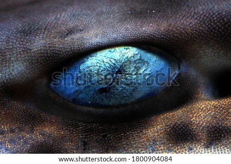 Baby Shark close up from side view with blue eyes, blue eyes closeup