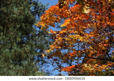 Orange and red color leaves of maple in autumn in soraksan ,south korea ,october 29,2019