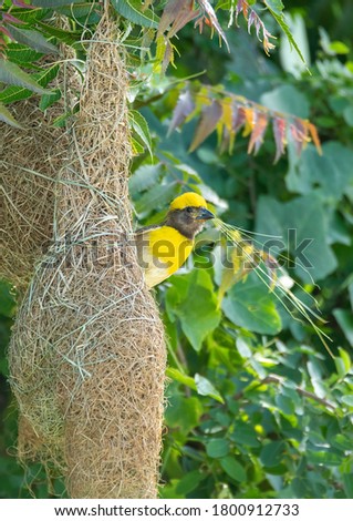 A baya weaver bird building its hanging nest near an agricultural field in a village near Gauribidanur close to bangalore