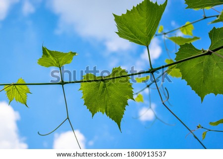 Grape green leaves in sunlight