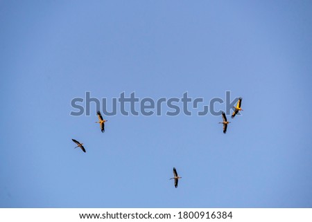 Storks flying in the sky with isolated background
