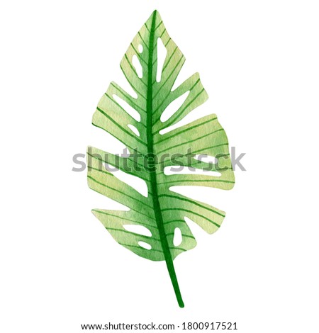 Watercolor tropical leaf isolated on white background.