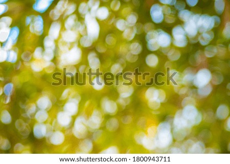 Natural green leaves white background with abstract blurred foliage and bright summer sunlight copyspace for your text or advertisment