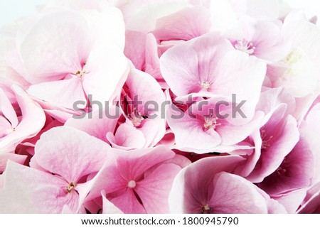 Soft pink Hydrangea (Hydrangea macrophylla) or Hortensia flower. Fading into white background. Shallow depth of field for soft dreamy feel.