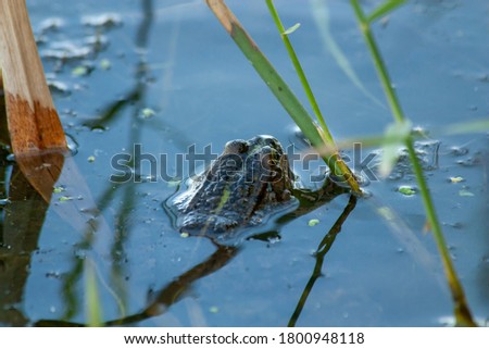 Frogs are the commonly used name for a group of animals from the order of tailless amphibians.