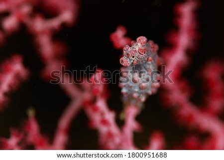 Bargibanti Pygmy Seahorse in its host, the Muricella Sea Fan Coral. Underwater macro image taken scuba diving in, Sulawesi, Indonesia.