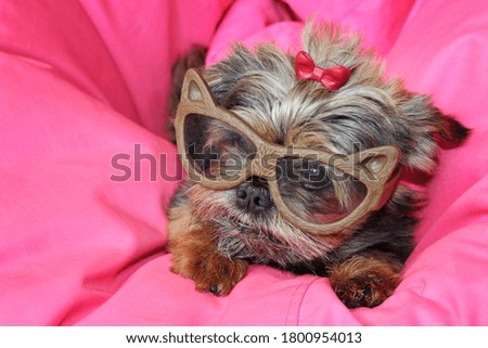 Little beautiful dog lying in glasses on a pink sofa.