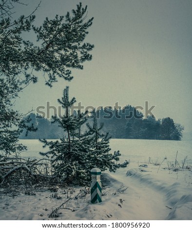 photo of a winter forest landscape