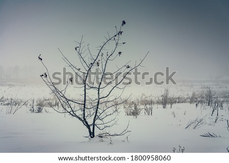 photo of a winter forest landscape