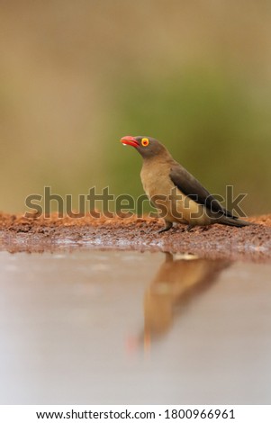 red billed oxpecker drinking water.
