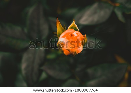 Saffron colored Rose in focus with green leaves behind and black background